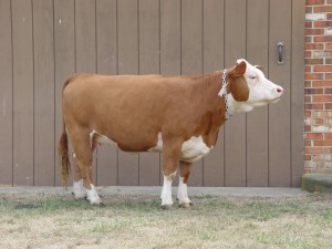 Lilly - Miniature Hereford Cow