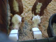 Two of our 2007 calves enjoying lunch together.