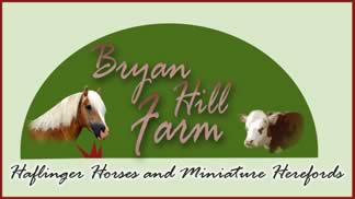 Bryan Hill Farm: Miniature Herford Cattle and Haflinger Horses